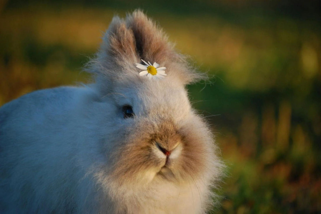 The Soft Truth About Angora Wool: Nature’s Luxury Fiber - Bhuttico Shawls
