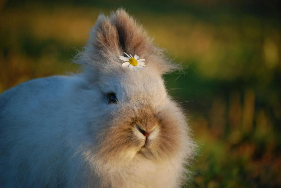 angora rabbit